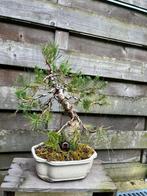 Pinus halepensis bonsai, Tuin en Terras, Ophalen of Verzenden