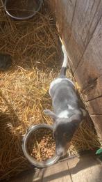 JACK RUSSEL PUPS, Dieren en Toebehoren, België, Particulier, Jack Russell Terriër, Reu