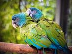 koppel couloni ara's, Animaux & Accessoires, Plusieurs animaux, Perroquet, Bagué