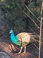 Pauw trio, Dieren en Toebehoren, Pluimvee