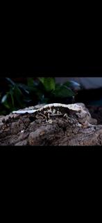 Wimpergekko gecko a crete