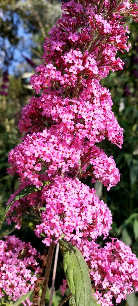 Vlinderstruik, verbena, beemdkroon, blauwe kogeldistel, Tuin en Terras, Planten | Tuinplanten, Ophalen, Vaste plant