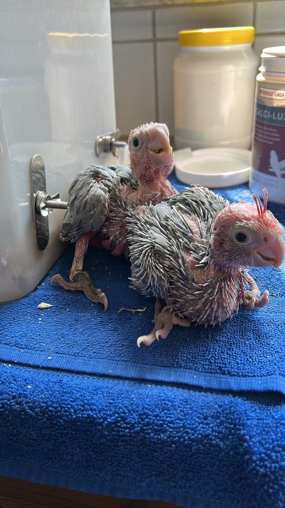 Caïque à tête noire artisanale, cacatoès rosés, nobilis ara, Plusieurs animaux, Perroquet, Domestique