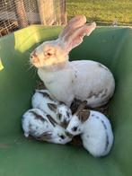 Konijnen, Dieren en Toebehoren, Konijnen