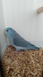 Jonge forpussen 2026, Dieren en Toebehoren, Vogels | Parkieten en Papegaaien, Geringd