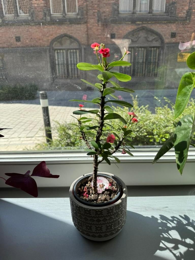 Plante d'intérieur - pot inclus, Maison & Meubles, Plantes d'intérieur, Enlèvement ou Envoi