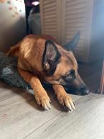 Zoekt een nieuw huis met Spoed!, Teef, Parvo, Eén hond, 3 tot 5 jaar