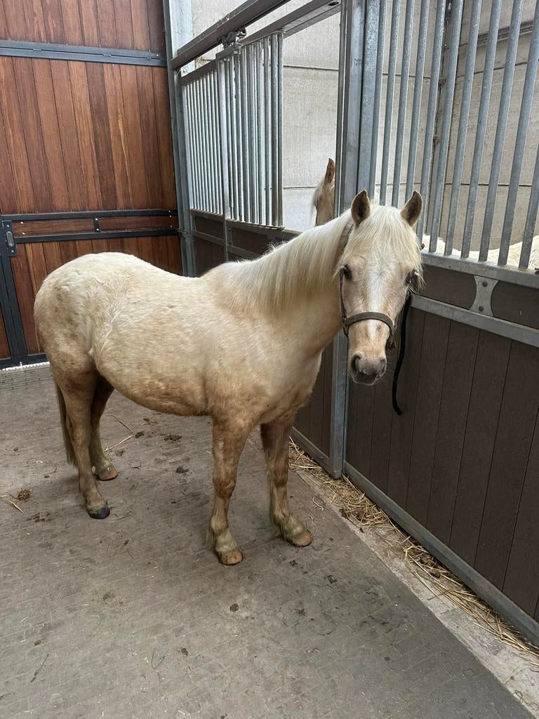 Palomino sportpony, Dieren en Toebehoren, Pony's, Ruin, C pony (1.27m tot 1.37m), 3 tot 6 jaar, Gechipt, Ontwormd, Ingeënt