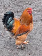 Brahma haan Columbia buff, Mâle, Poule ou poulet