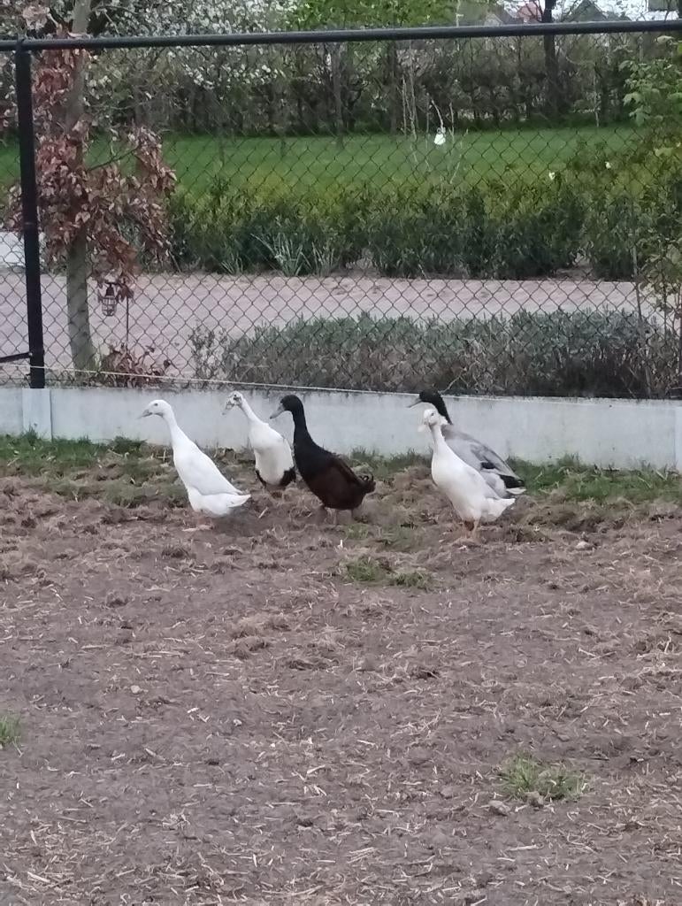 Loopeenden, Meerdere dieren, Eend