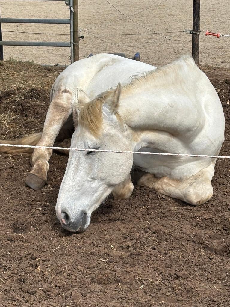 Hanzie — Jardin KWPN — 14 ans, Animaux & Accessoires, 11 ans ou plus, Hongre, Avec pedigree, Ne s'applique pas