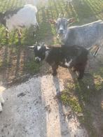 Prachtig jong dekbokje, Dieren en Toebehoren