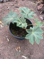 Tetrapanax, Tuin en Terras, Planten | Tuinplanten, Ophalen