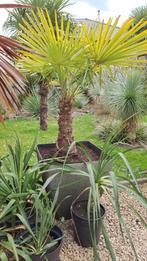 palmboom, Tuin en Terras, Ophalen, In pot, Palmboom