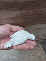 grasparkieten om verder met spuit groot te brengen, Dieren en Toebehoren, Vogels | Parkieten en Papegaaien, Parkiet, Tam