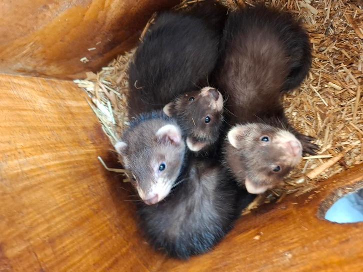 Handtamme fretjes, Dieren en Toebehoren, Overige Dieren, Mannelijk, September