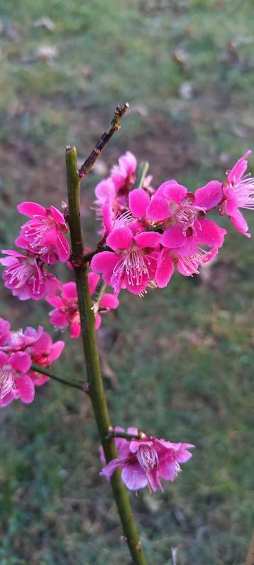 Prunus Mume Beni Chidori, roze sierkers/Japanse abrikoos beschikbaar voor biedingen