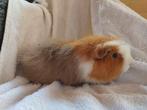 Ch teddy cavia, Animaux & Accessoires, Rongeurs, Cobaye