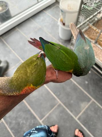 Conures divers coloris beschikbaar voor biedingen