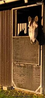 Ruin met superlijn te koop, Dieren en Toebehoren, Paarden