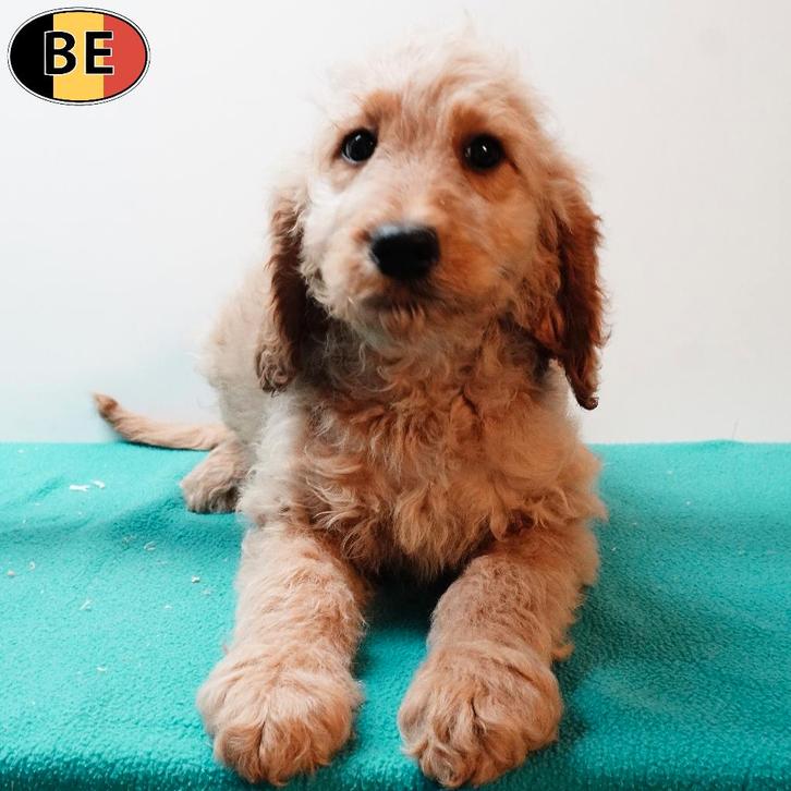 X Cockapoo (mâle) chiot belge à vendre, Animaux & Accessoires, Chiens | Chihuahuas & Chiens de compagnie, Chien (mâle), Autres races