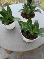 Kamerplanten. Sansevera. Ook vrouwentongen., Huis en Inrichting, Ophalen, Overige soorten, Minder dan 100 cm, Volle zon