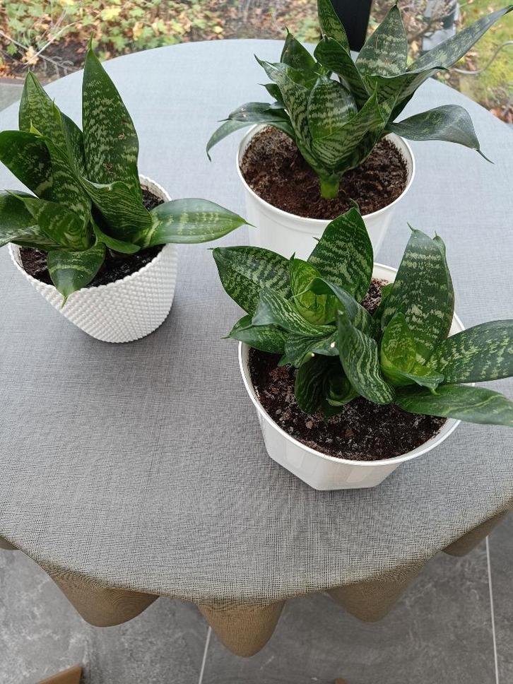 Kamerplanten. Sansevera. Ook vrouwentongen., Huis en Inrichting, Kamerplanten, Overige soorten, Minder dan 100 cm, Groene kamerplant