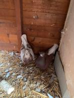 Duiven, Dieren en Toebehoren