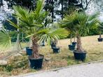Grote hennep-Trachycarpus Fortunei-bestendig -18C, Ophalen of Verzenden