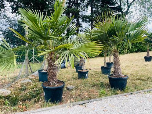 Grote hennep-Trachycarpus Fortunei-bestendig -18C, Tuin en Terras, Planten | Fruitbomen, Ophalen of Verzenden