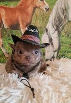 Chihuahua pups, Dieren en Toebehoren, België, Fokker | Hobbymatig, Reu, CDV (hondenziekte)
