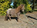 Mini ter dekking, Hengst, A pony (tot 1.17m), Recreatiepony, Gechipt