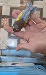 Male damasco chardo, Animaux & Accessoires, Mâle, Domestique