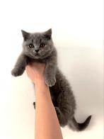 Brits korthaar kittens, Dieren en Toebehoren, Poes, Gechipt, 0 tot 2 jaar