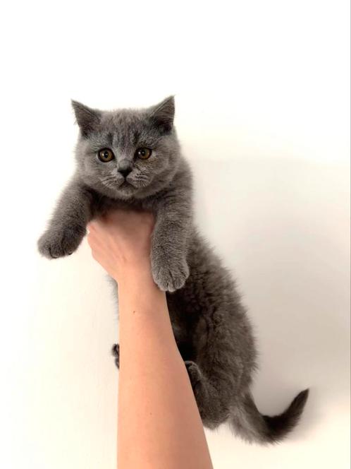 Brits korthaar kittens, Dieren en Toebehoren, Katten en Kittens | Raskatten | Korthaar, Poes, 0 tot 2 jaar, Met stamboom, Gechipt