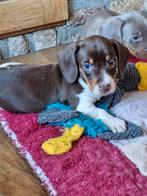Teckel teefje, Dieren en Toebehoren, Honden | Teckels en Dashonden, België, Fokker | Hobbymatig, 8 tot 15 weken, Korthaar