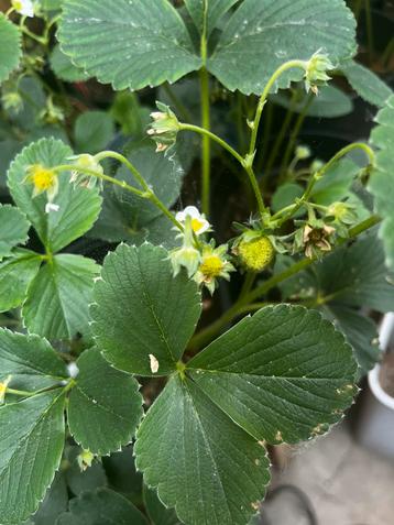  Verse aardbeienplantjes te koop – met aardbeien eraan!  beschikbaar voor biedingen