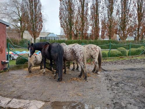 Plaats op paddock paradise, Dieren en Toebehoren, Stalling en Weidegang