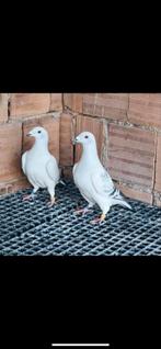 Ik ben op zoek naar ice duiven koppel., Dieren en Toebehoren, Vogels | Duiven, Meerdere dieren, Postduif