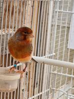 portugese harlekijn, Dieren en Toebehoren, Vogels | Kanaries