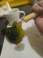 Handtamme catharina parkiet 2025, Dieren en Toebehoren, Mannelijk, Parkiet, Geringd