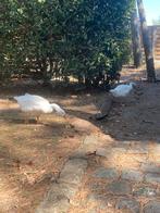 Koppel witte boerenganzen, Dieren en Toebehoren, Meerdere dieren, Gans of Zwaan