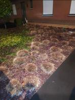 Siergrassen gratis, Enlèvement, Graminées ornementales