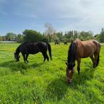 Paardenstalling in gezellige privé stalling te Boutersem, Weidegang, 2 of 3 paarden of pony's