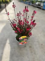 Gaura dark pink potmaat 17cm, Tuin en Terras, Planten | Tuinplanten, Ophalen, Zomer, Vaste plant, Volle zon