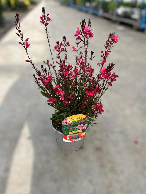 Gaura dark pink potmaat 17cm, Tuin en Terras, Planten | Tuinplanten, Vaste plant, Volle zon, Zomer, Ophalen