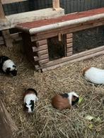 2 jonge caviaatjes, Dieren en Toebehoren, Cavia, Meerdere dieren, Tam, September