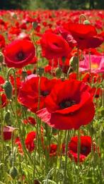 Semences de Coquelicots beaux paquets, Tuin en Terras, Bloembollen en Zaden, Ophalen