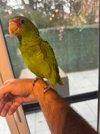 Hand tam Amazone papegaai, Dieren en Toebehoren, Vogels | Parkieten en Papegaaien, Papegaai, Tam