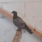 Jong koppel sierduiven, Dieren en Toebehoren, Vogels | Overige Vogels